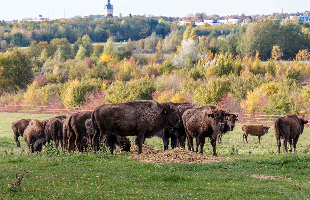 Bisonherde
